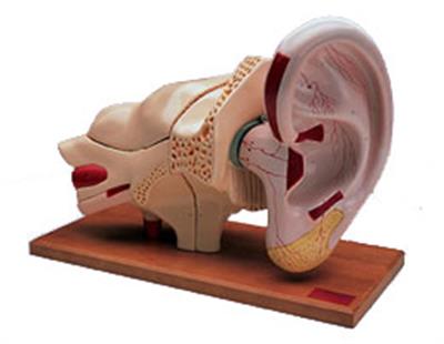耳模型(实物的5倍)8部分W42514