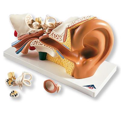 耳模型(实物3倍)4部分-E10