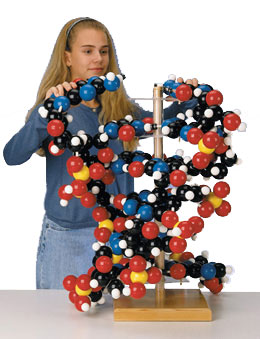 巨型DNA模型-德国3B-W42580