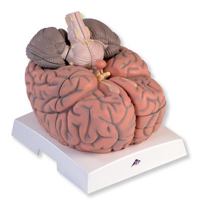 巨型脑模型(实物的2.5倍)14部分