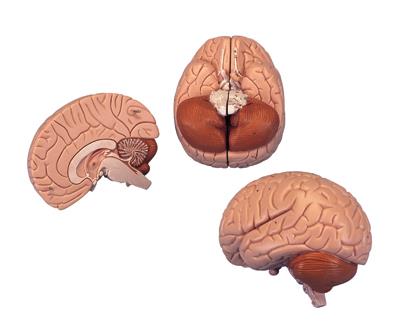 介绍性脑模型-德国3B-C15