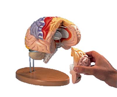 神经解剖脑模型(4部分)中文标注