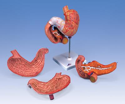 胃模型(3部分)K16