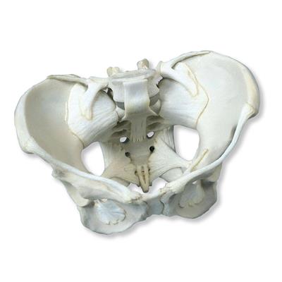 带韧带的女性骨盆模型分W19012