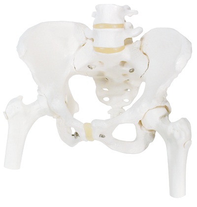 女性骨盆骨骼模型(带可拆卸股骨头)-A62
