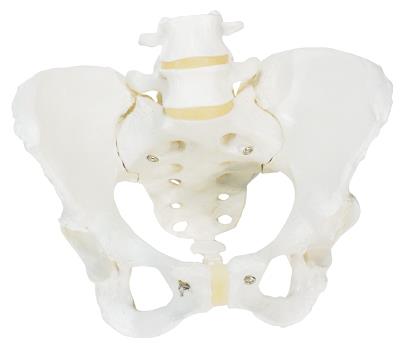 女性骨盆骨骼模型-A61