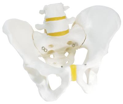 男性骨盆骨骼模型-德国3B-A60