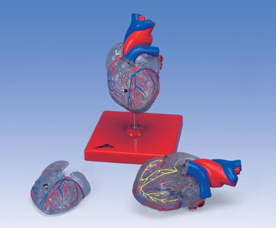 2部分经典心脏与心传导系统模型