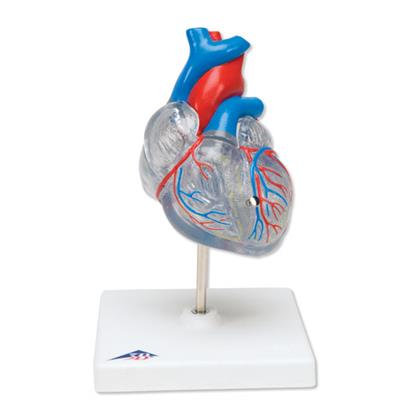 2部分心脏模型-G10