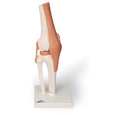 功能型膝关节模型-德国3B-A82