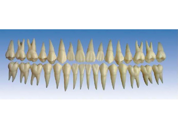 成人牙模型总汇（32颗）KY0058