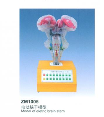 电动脑干模型ZM1005
