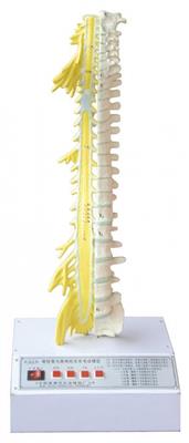 脊柱骨与脊神经关系电动模型ZM1029