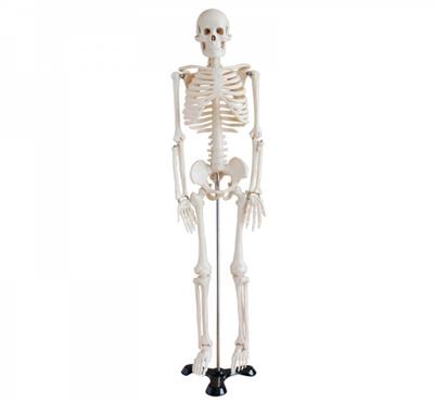 人体骨骼模型85CM-A002