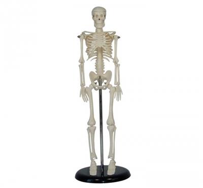 人体骨骼模型42cm-A005