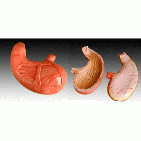 胃解剖模型KAY-306