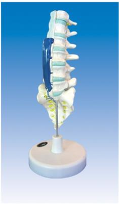 腰骶椎解剖与脊神经关系模型KL1205