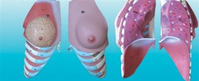 女性乳房解剖模型KAY-0712
