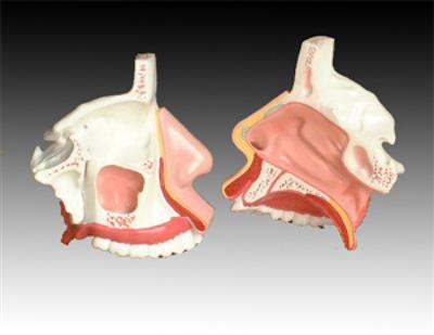 鼻腔解剖模型KAY-309