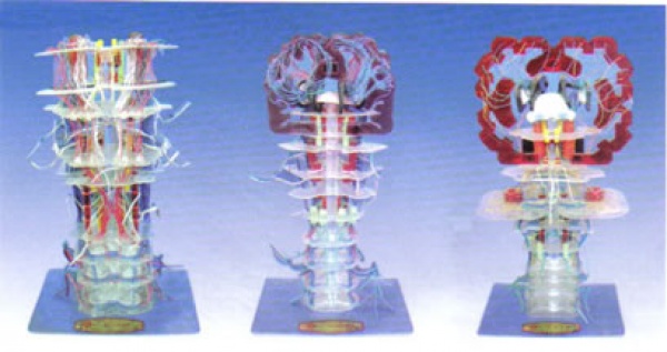 脑干内部结构及传导（3件-套）KL1232