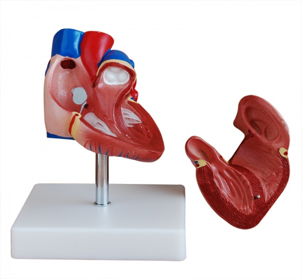 新型自然大心脏解剖模型KAY-307B