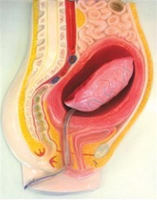 人胚植入过程及胎膜发生模型KL2046