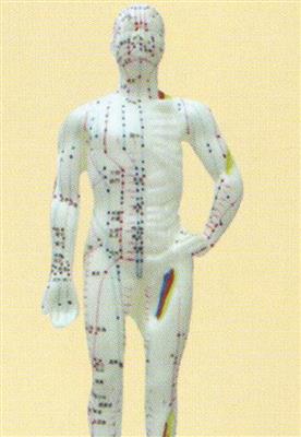 针灸人体模型26cm