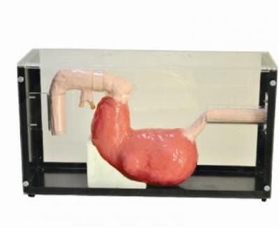 胃镜与ERCP训练模型GD-LV47