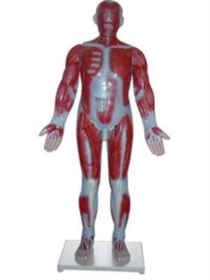 教学器材-3324 人体肌肉模型