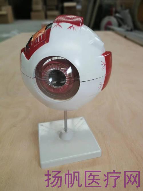 教学器材-眼球解剖模型