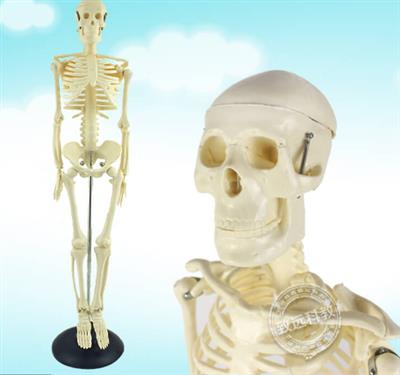 中小学器材人体骨骼模型