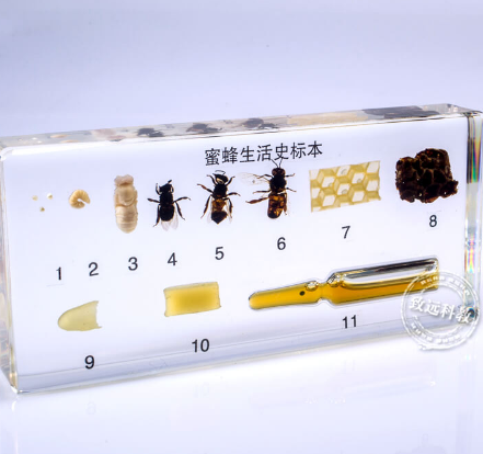 中学地理类蜜蜂生活史标本