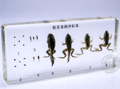 中学仪器类蛙发育顺序标本