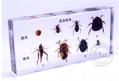 中学仪器类昆虫标本