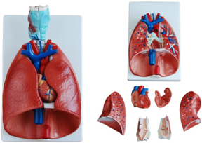 喉、心、肺模型 QY-XJCW320