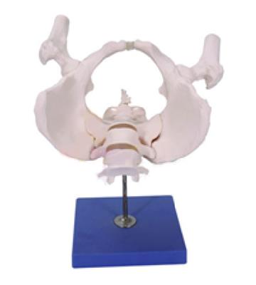女性骨盆（带可拆卸的股骨头）QY-GYBA24A