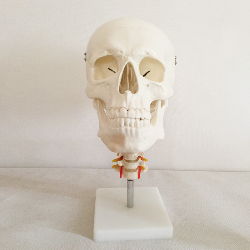 头骨带颈椎模型QY-GYBA35