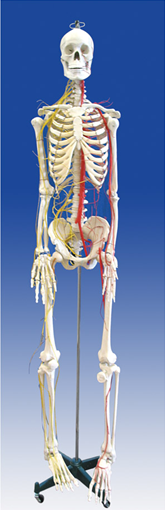 全身骨骼附主要动脉和神经分布QY- XJJG0332