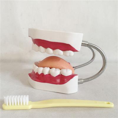 新型口腔保健护理模型（32颗牙）QY-GYBD03A