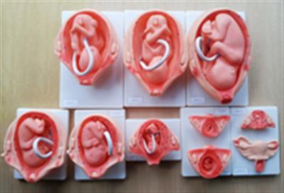胎儿妊娠发育过程QY-GYBD14