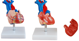 自然大心脏解剖模型QY-XJCW307A