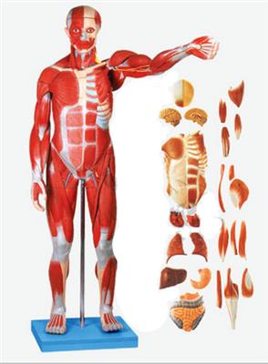 人体全身肌肉附内脏模型(缩小模型)QY-A11301-1