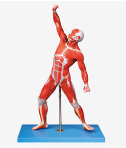 人体全身肌肉运动模型QY-A11303