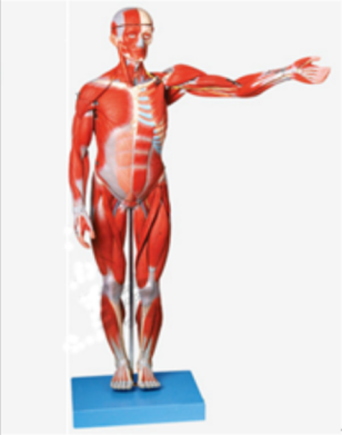 人体全身肌肉解剖模型(缩小模型)QY-A11302-1