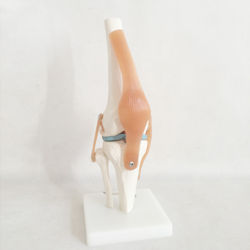 自然大膝关节模型QY-GYBA11