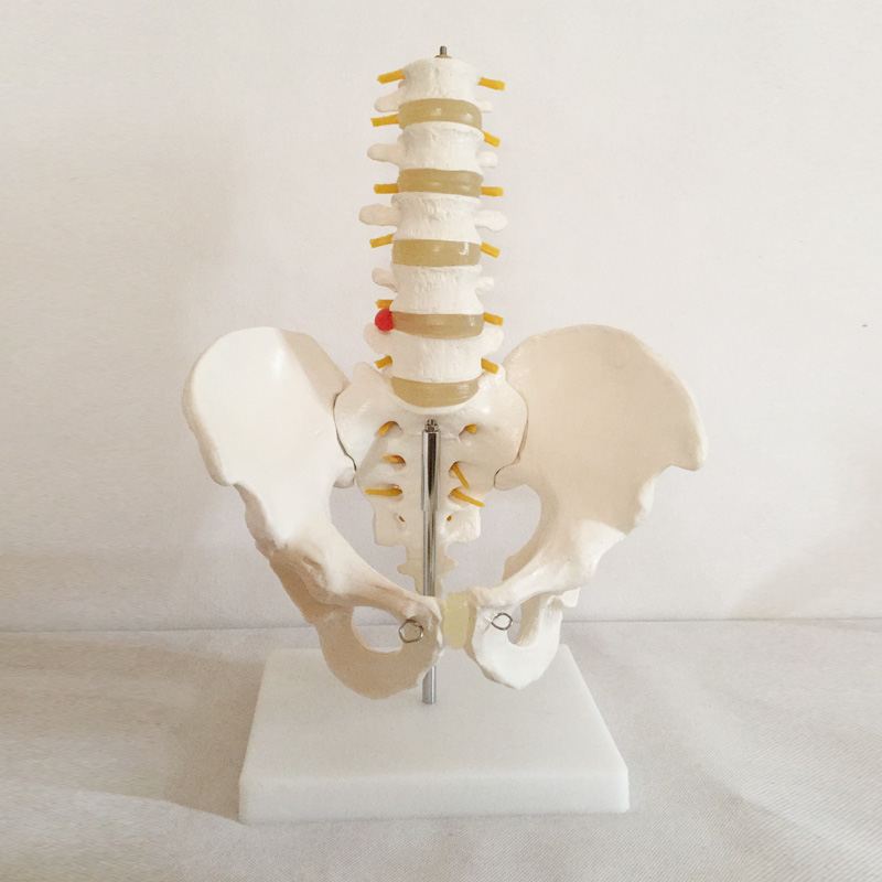 自然大骨盆带五节腰椎模型QY-GYBA15