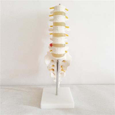 自然大腰椎带尾椎骨模型QY-GYBA19