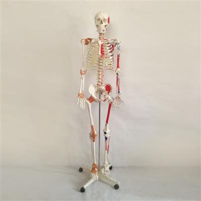 人体骨骼模型附肌肉着色及韧带模型QY-GYBA01A