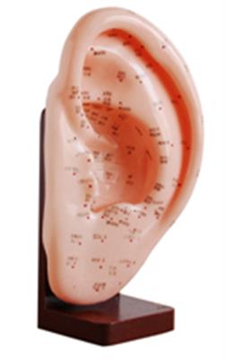 耳针灸模型22CMQY-XJCW508A