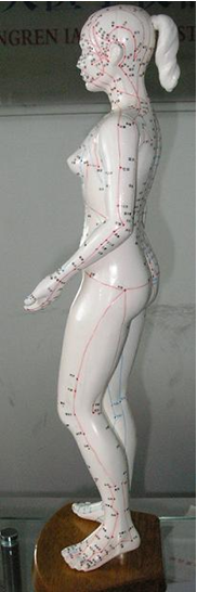 女性人体针灸模型48cmQY-XJCW504